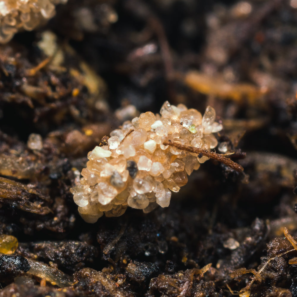 Aphid Killer - Aphidoletes aphidimyza