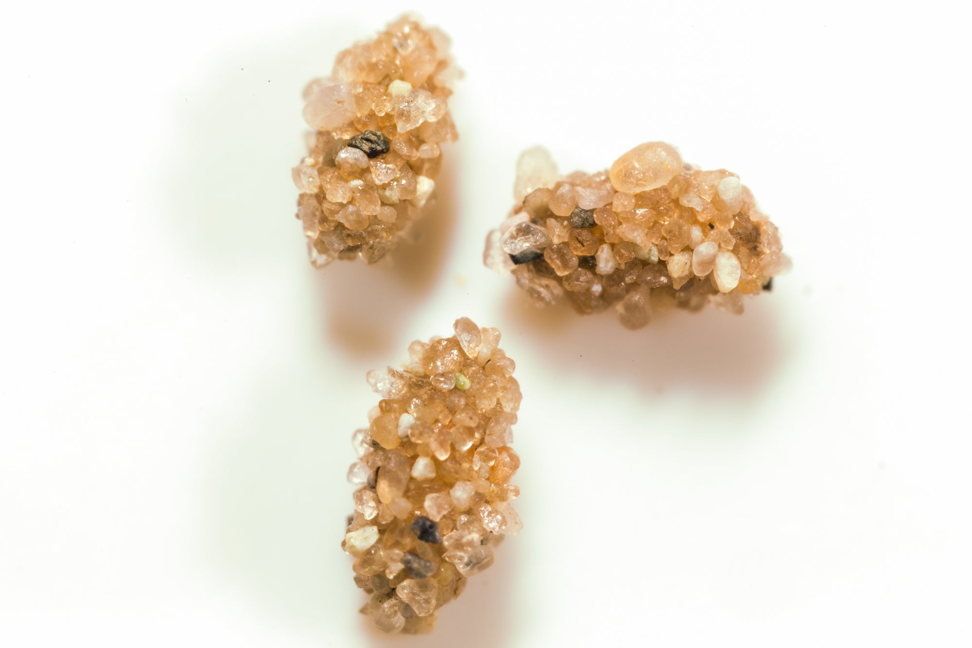 Aphid Killer - Aphidoletes aphidimyza