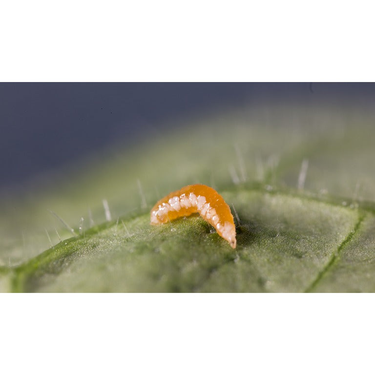Aphid Killer - Aphidoletes aphidimyza