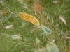 Aphid Killer - Aphidoletes aphidimyza