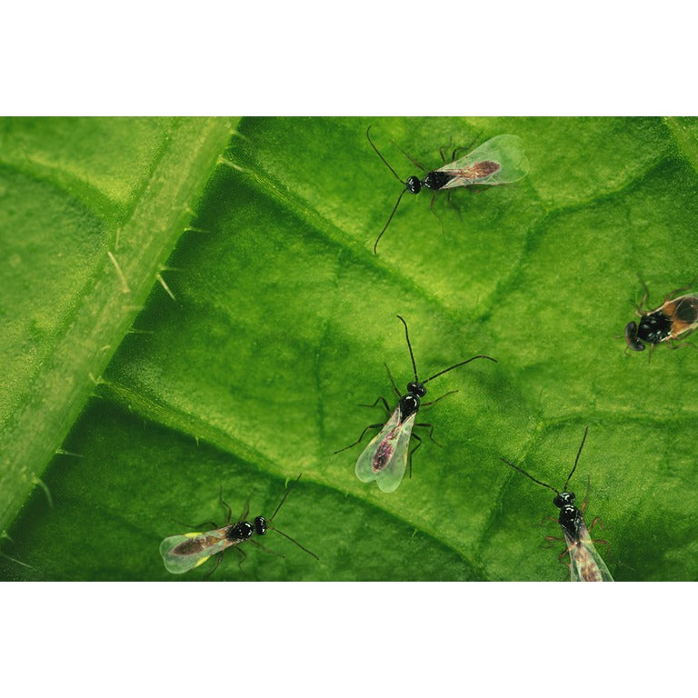 Aphiscout Aphid Killer - Parasitic Wasp Mix