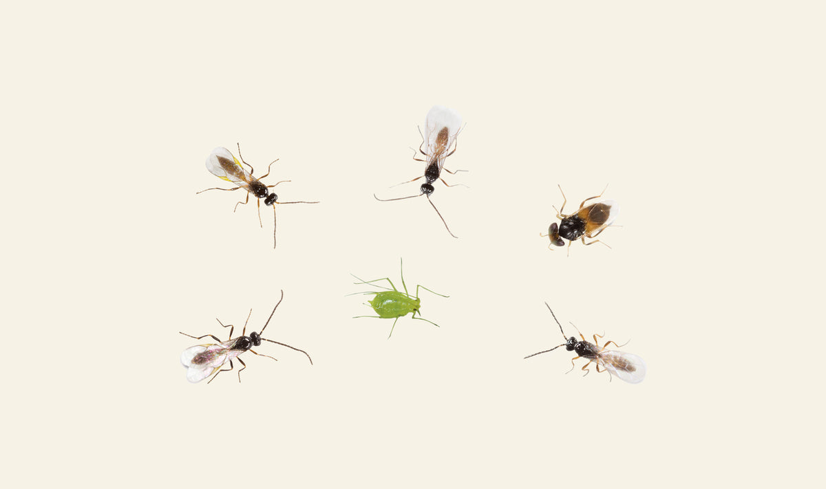 Aphiscout Aphid Killer - Parasitic Wasp Mix