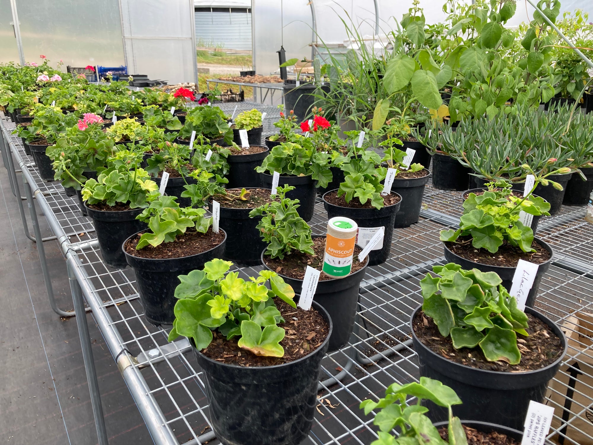 Aphiscout Aphid Killer - Parasitic Wasp Mix