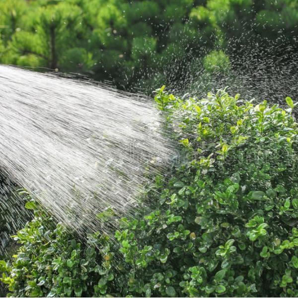 Box Tree Moth Control & Recovery Bundle