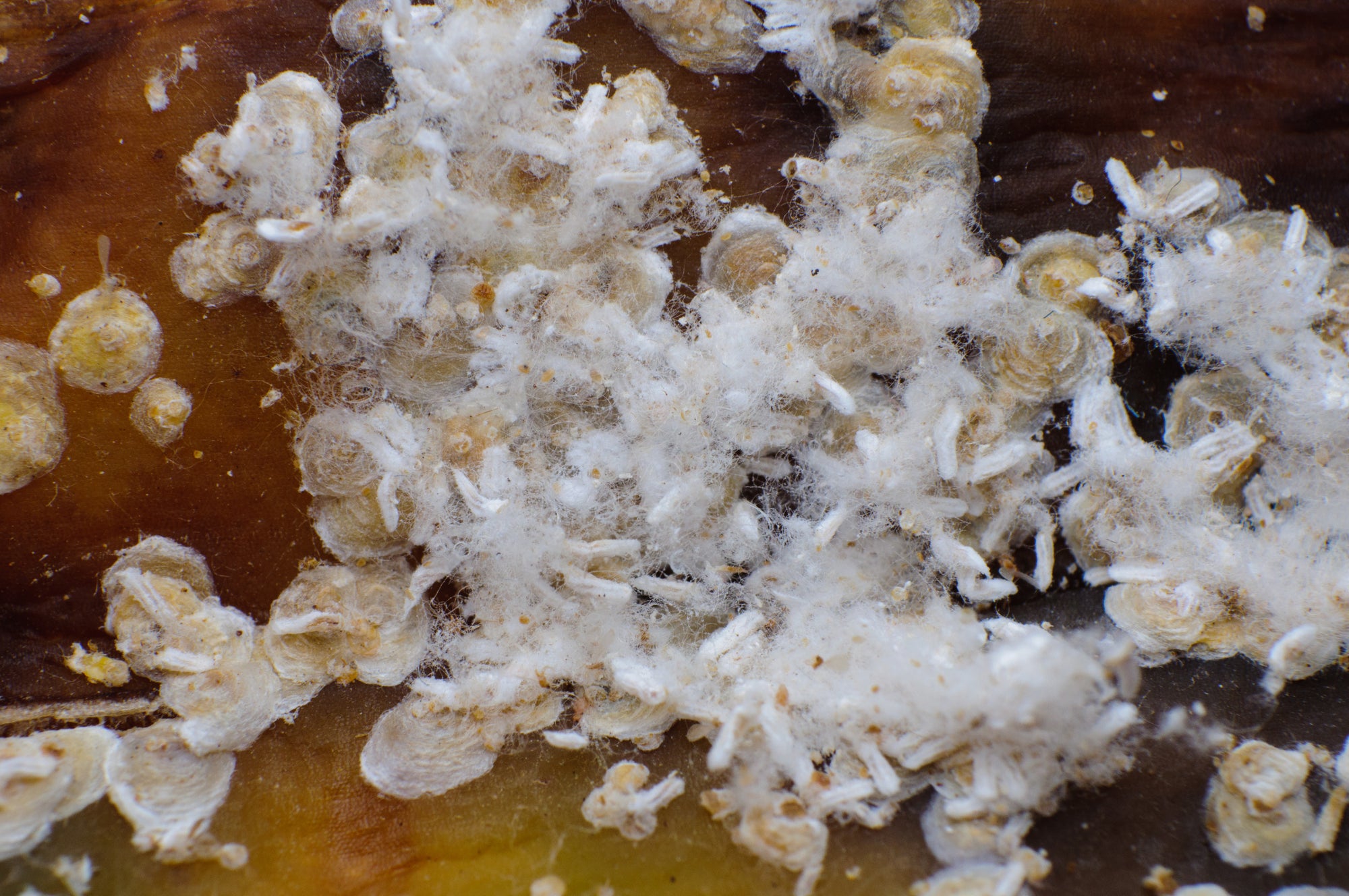 Scale Insect Predatory Beetles - Rhyzobius lophanthae