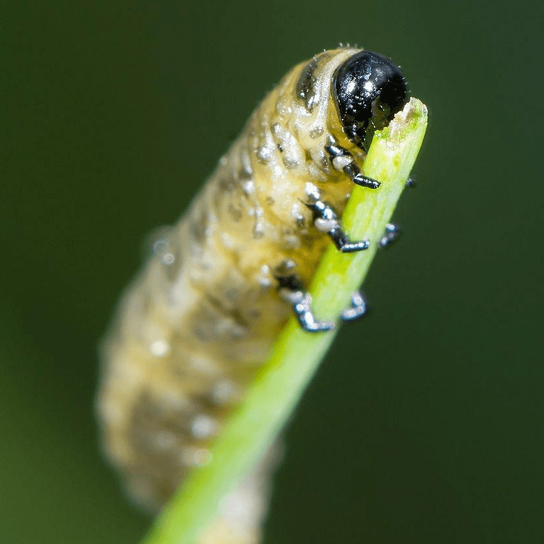 Asparagus Beetle Killer Nematodes