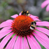 Beepol Live Bumblebee Colony - Dragonfli