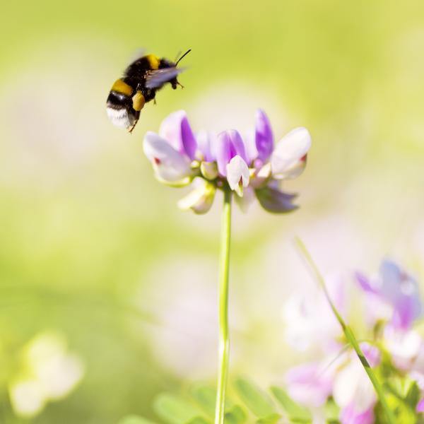Beepol Live Bumblebee Colony - Dragonfli