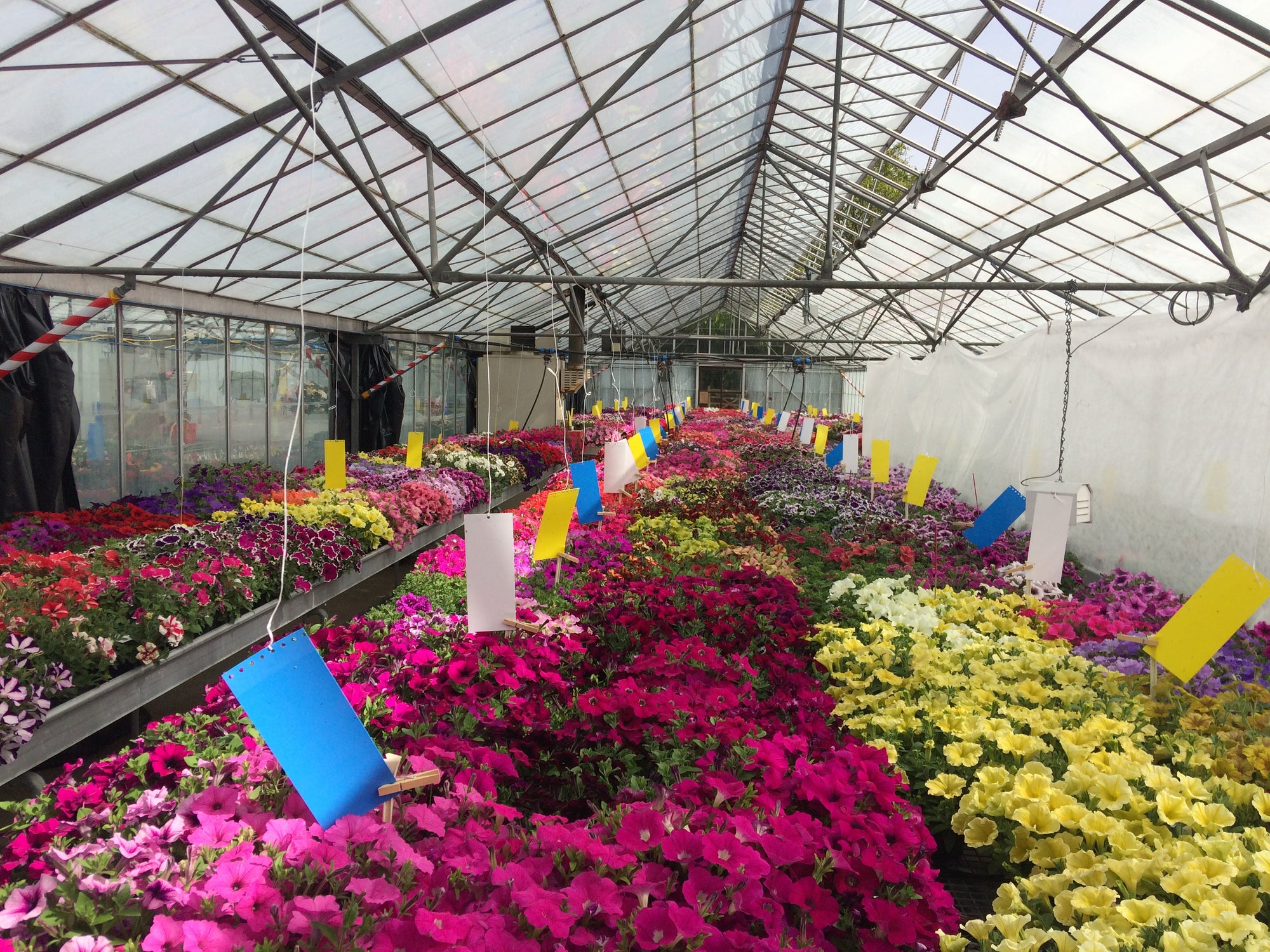 Thrip Control Bundle: Select From Swirskii Or Cucumeris Predators (Bundles Include Mighty Mites, Thrip Sticky Traps & Distribution Boxes)