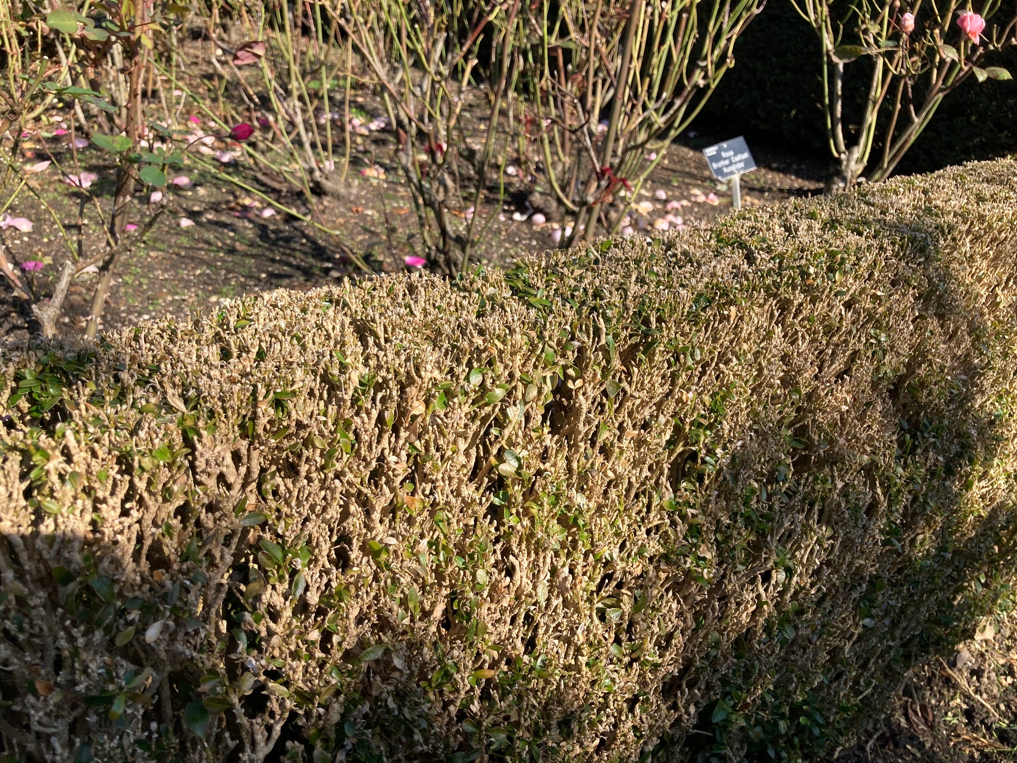 Box Tree Moth Pheromone Trap