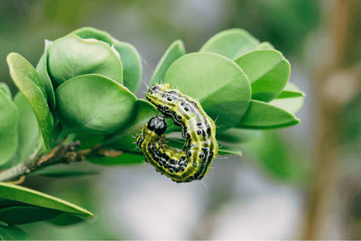 Box Tree Moth Pheromone Lure
