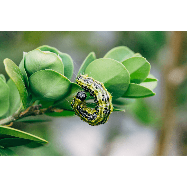 Box Tree Caterpillar Killer Nematodes