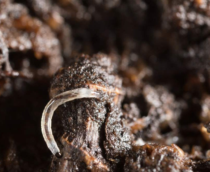 Fungus Fly Killer Nematodes - Dragonfli