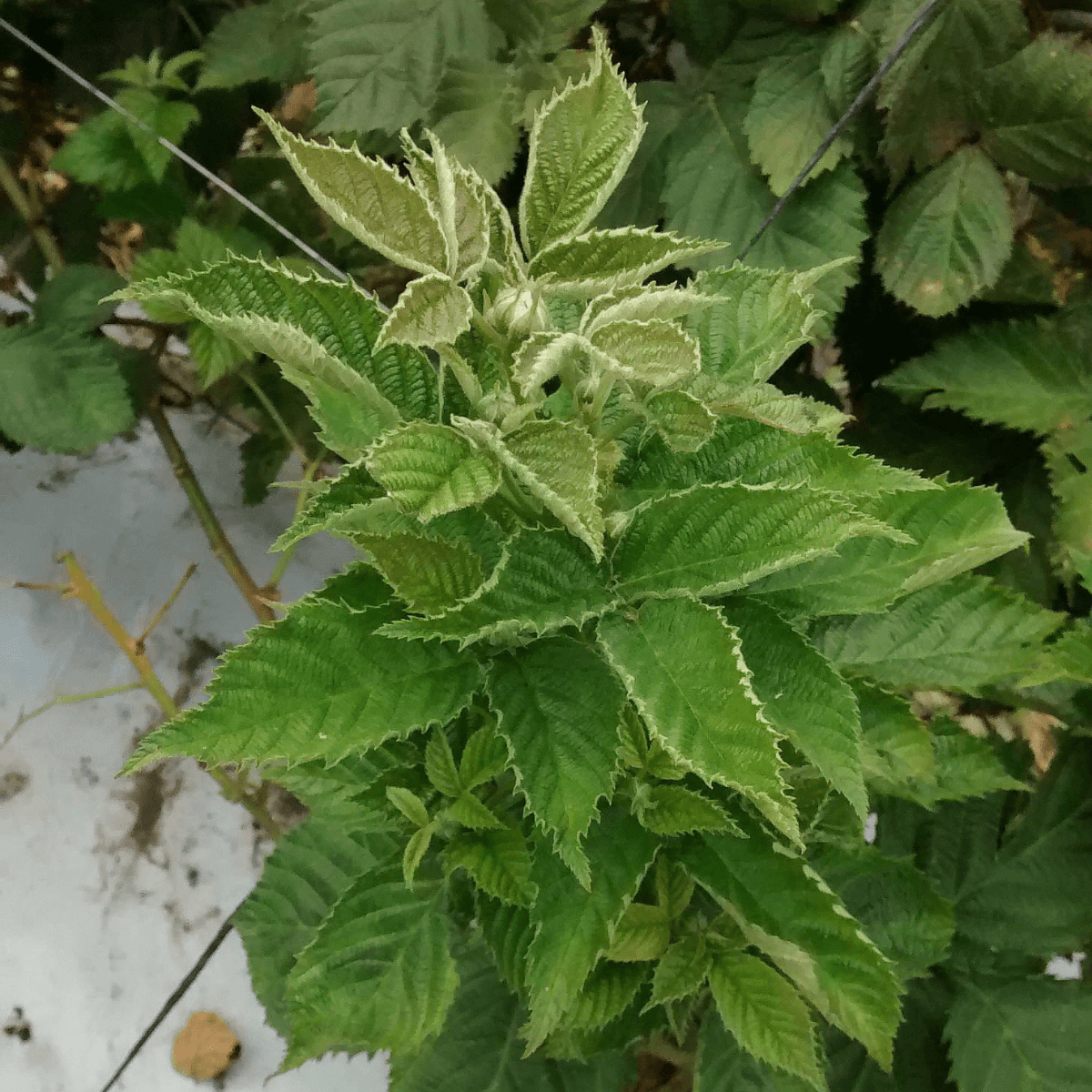 Broad Mite Killer - Amblyseius andersoni - Dragonfli