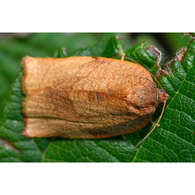 Carnation Tortrix Moth Control Bundle: Pheromone Trap & Moth Egg Killer Sachet