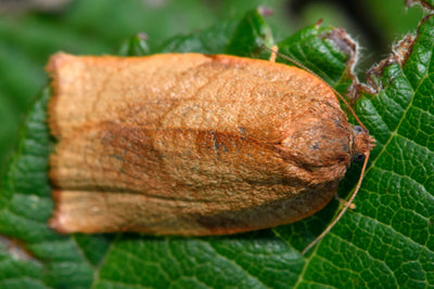 Carnation Tortrix Caterpillar Moth Pheromone Trap
