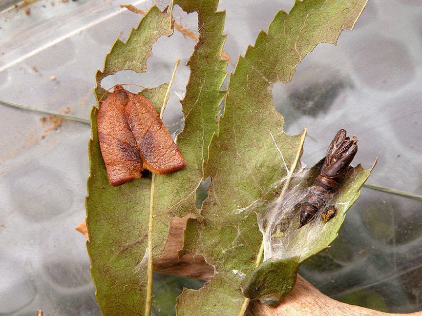 Carnation Tortrix Moth Pheromone Lure