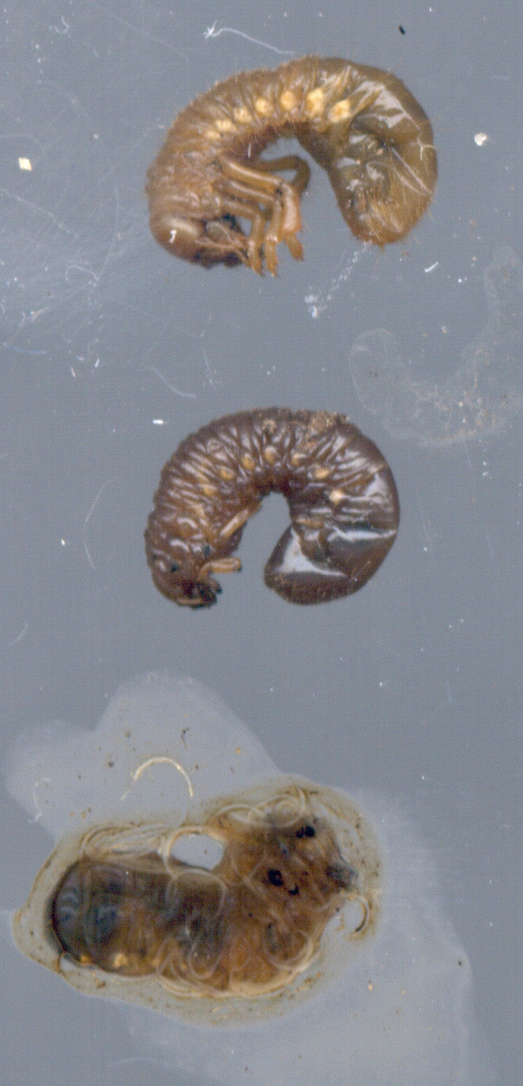 Chafer Grub Killer Nematodes - Heterorhabditis bacteriophora