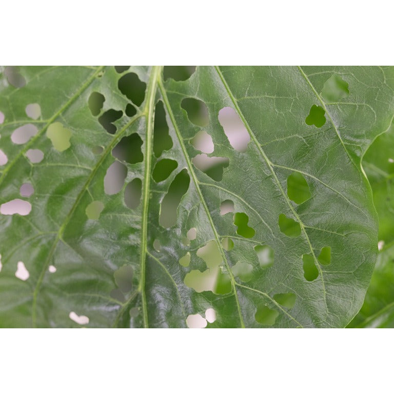 Caterpillar Killer Nematodes