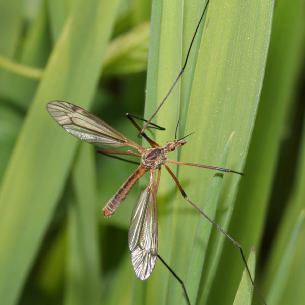 Leatherjacket Control & Recovery Bundle: Leatherjacket Killer Nematodes + Lawn Grub Repair Boost