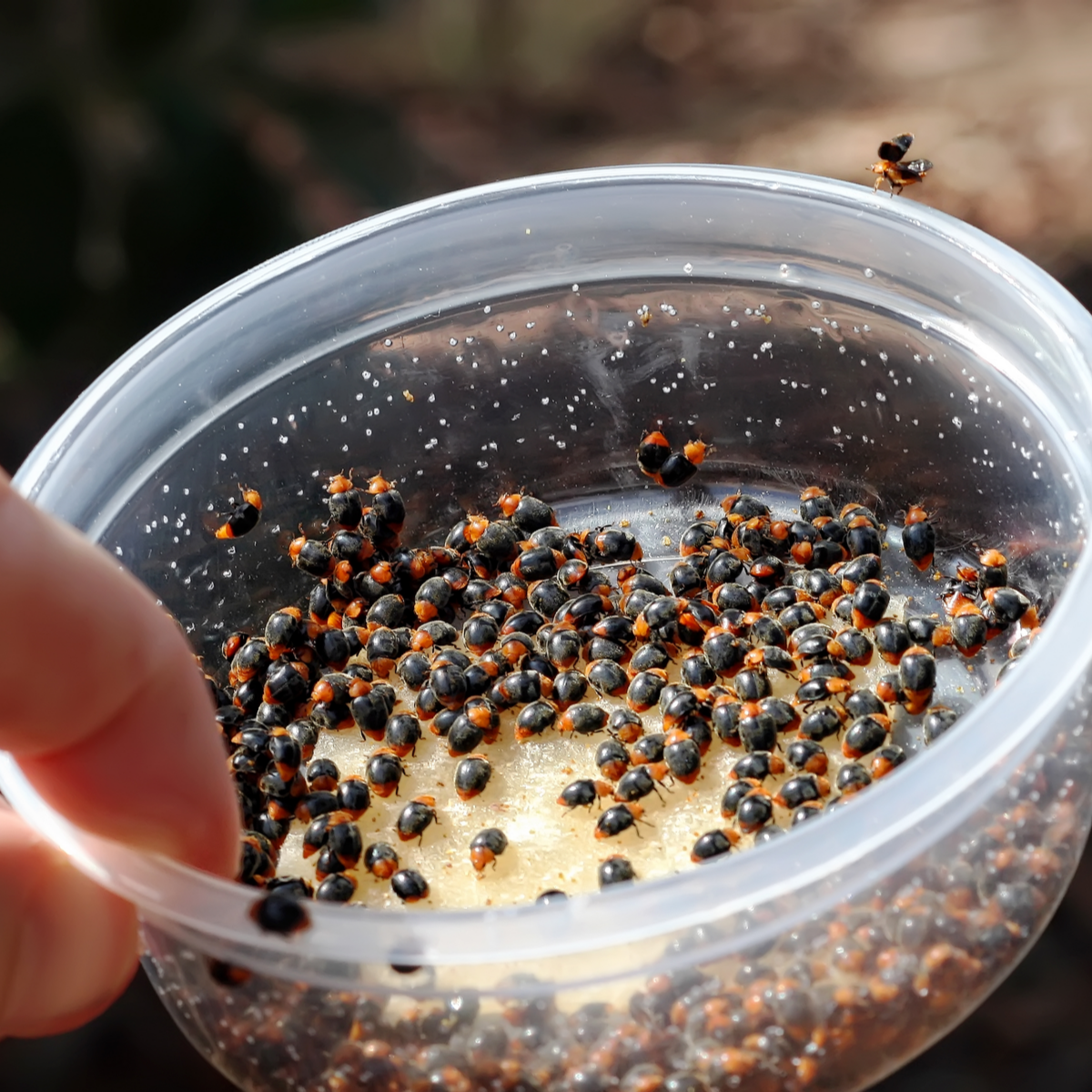 Mealybug Predator Adults - Cryptolaemus montrouzieri