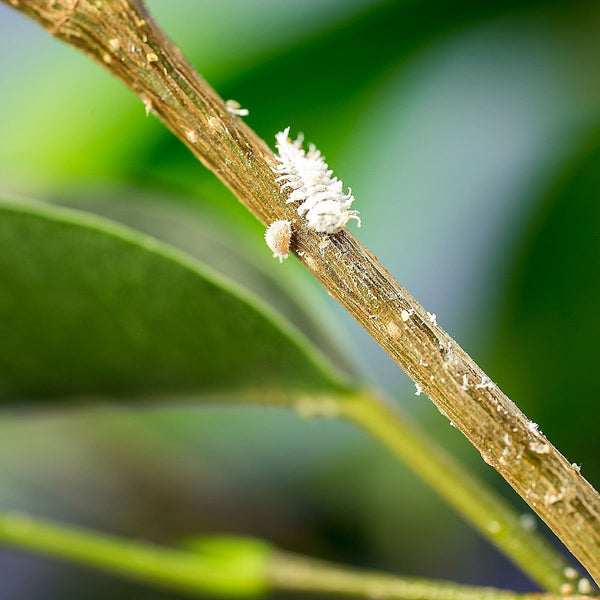 Mealybug Predator Larvae - Cryptolaemus montrouzieri