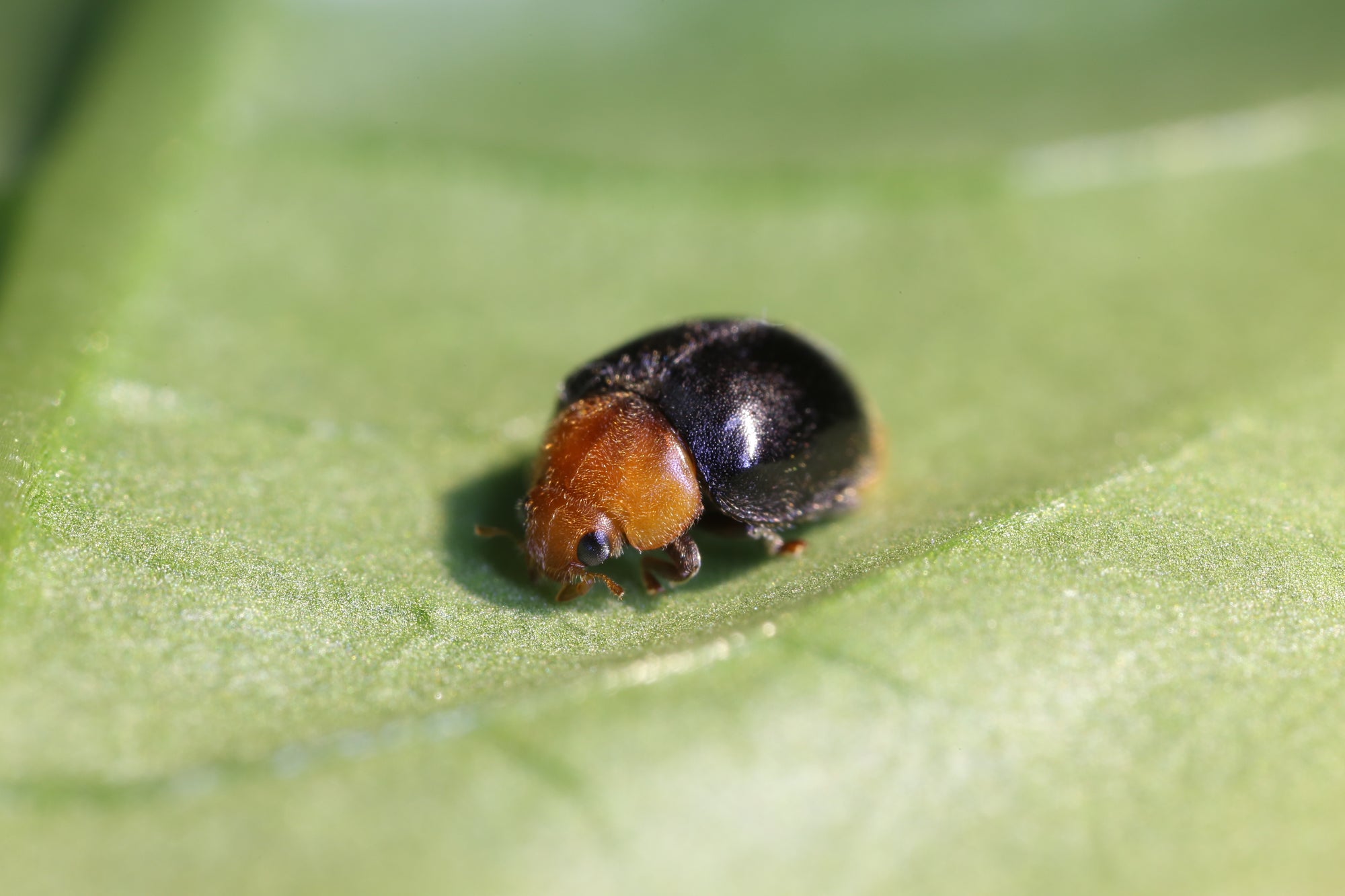 Mealybug Predator Adults - Cryptolaemus montrouzieri