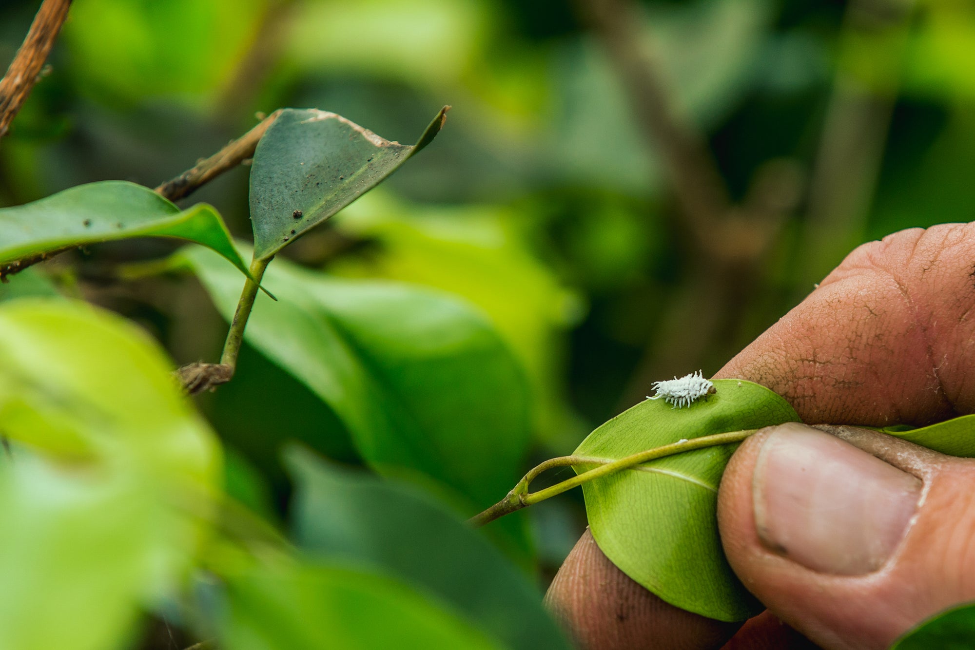 Mealybug Predator Larvae - Cryptolaemus montrouzieri
