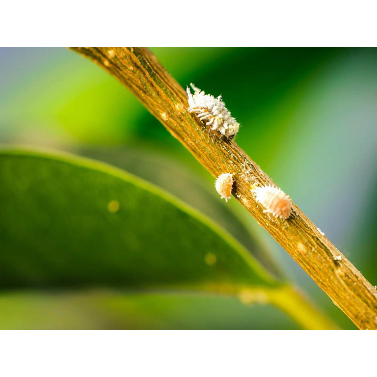 Mealybug Predator Larvae - Cryptolaemus montrouzieri - Dragonfli