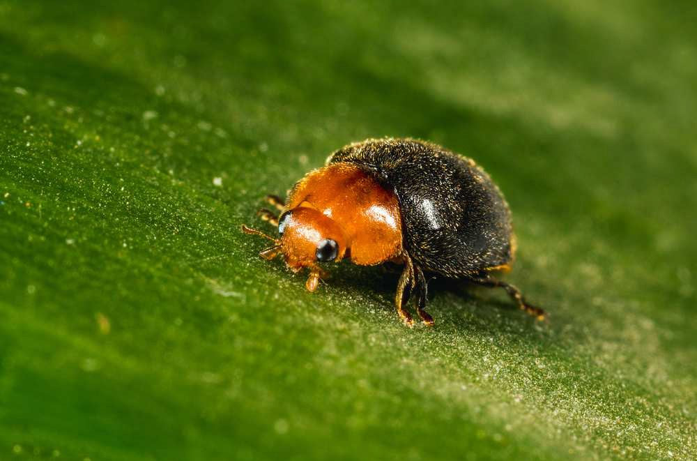 Mealybug Predator Adults - Cryptolaemus montrouzieri