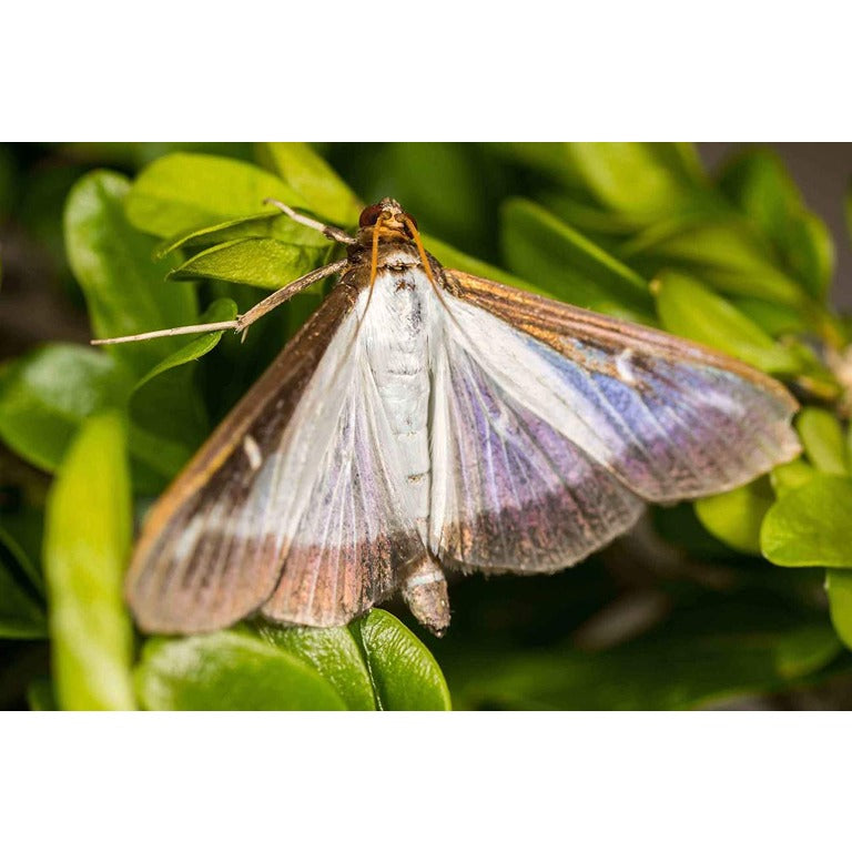 Box Tree Caterpillar Killer Nematodes