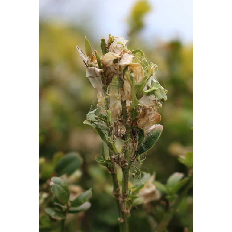 Box Tree Caterpillar Killer Nematodes