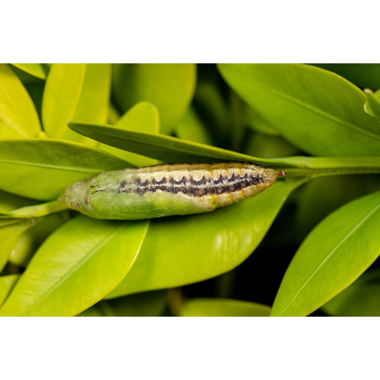 Box Tree Caterpillar Killer Nematodes