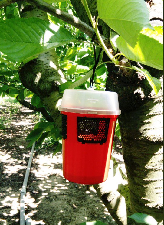 Drosophila Suzukii Fruit Fly Liquid Attractant Trap