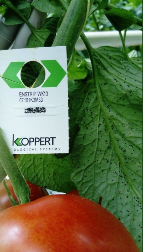 Whitefly Killer Cards - Encarsia formosa