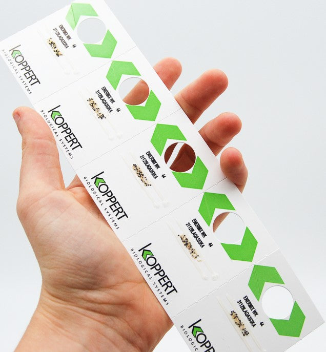 Whitefly Killer Cards - Encarsia formosa