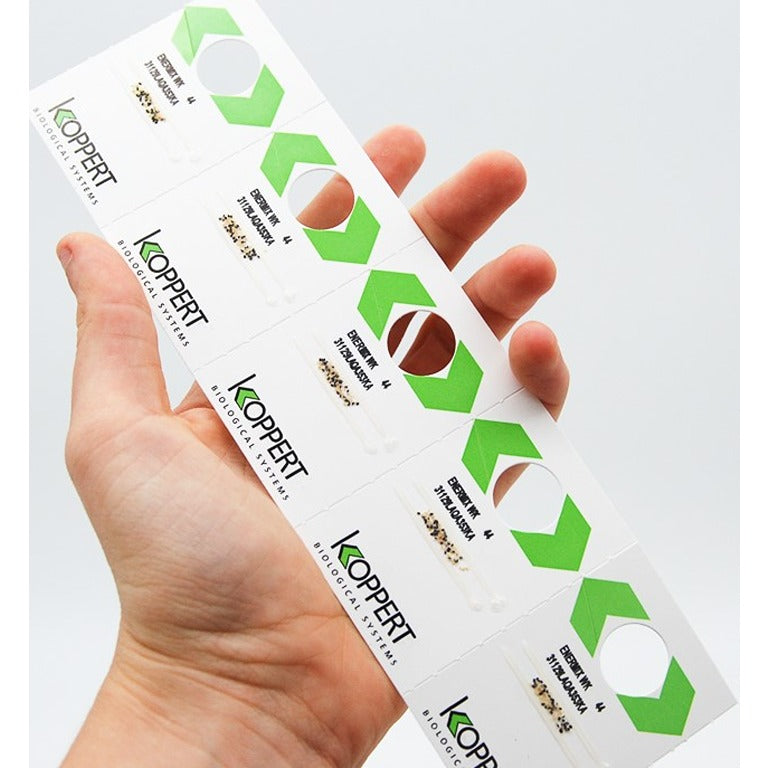 Whitefly Killer Cards Subscription - Encarsia Formosa