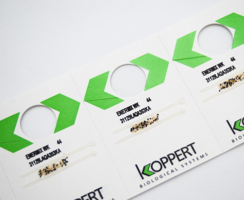 Whitefly Killer Cards - Encarsia formosa