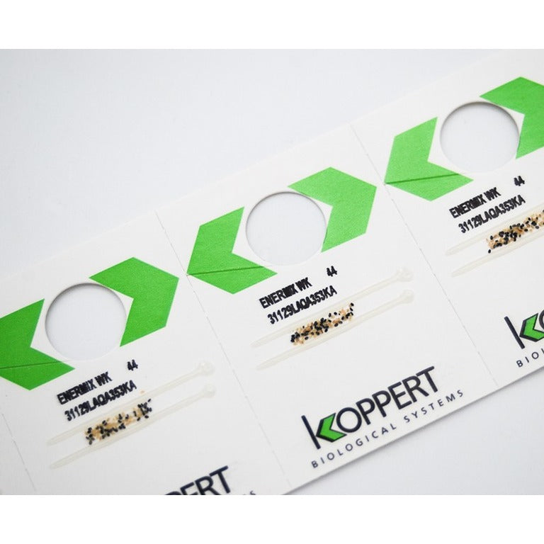 Whitefly Killer Cards Subscription - Encarsia Formosa