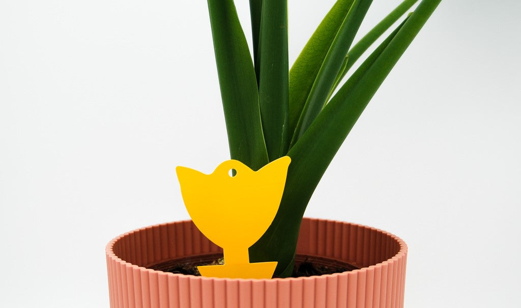 Mini Tulip Sticky Traps (Pack of 5)