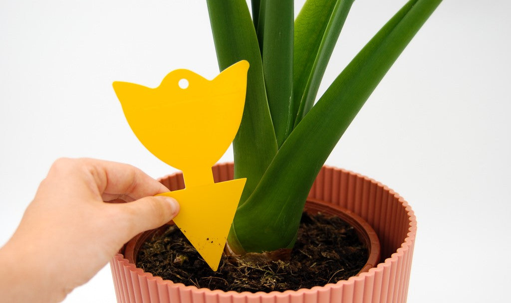 Mini Tulip Sticky Traps (Pack of 5)