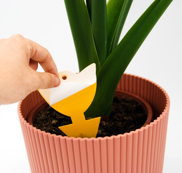 Mini Tulip Sticky Traps (Pack of 5)
