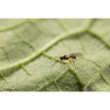 Leaf Miner Parasitic Wasp - Dacnusa sibirica