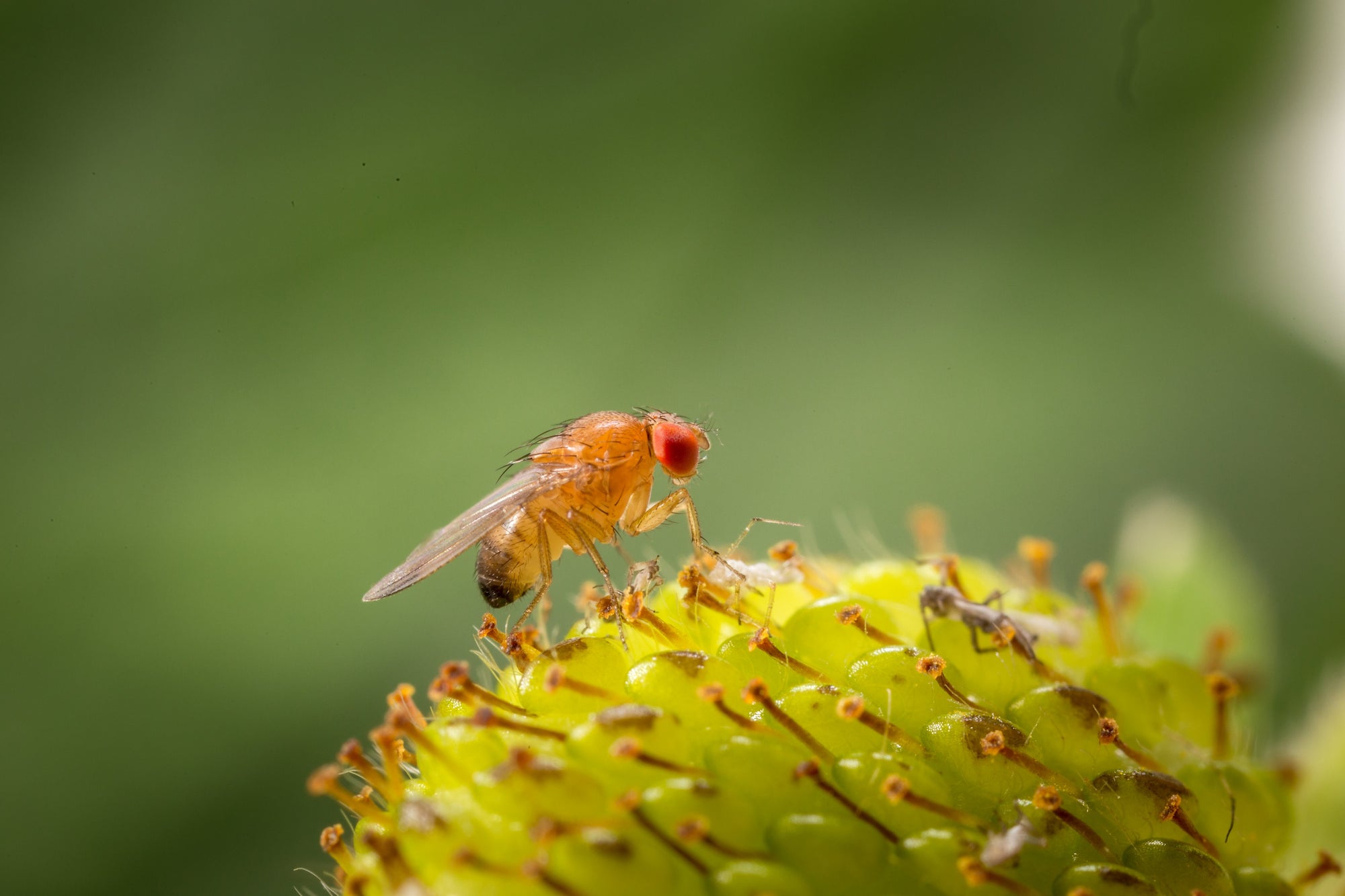 Drosophila Suzukii Fruit Fly Liquid Attractant Trap