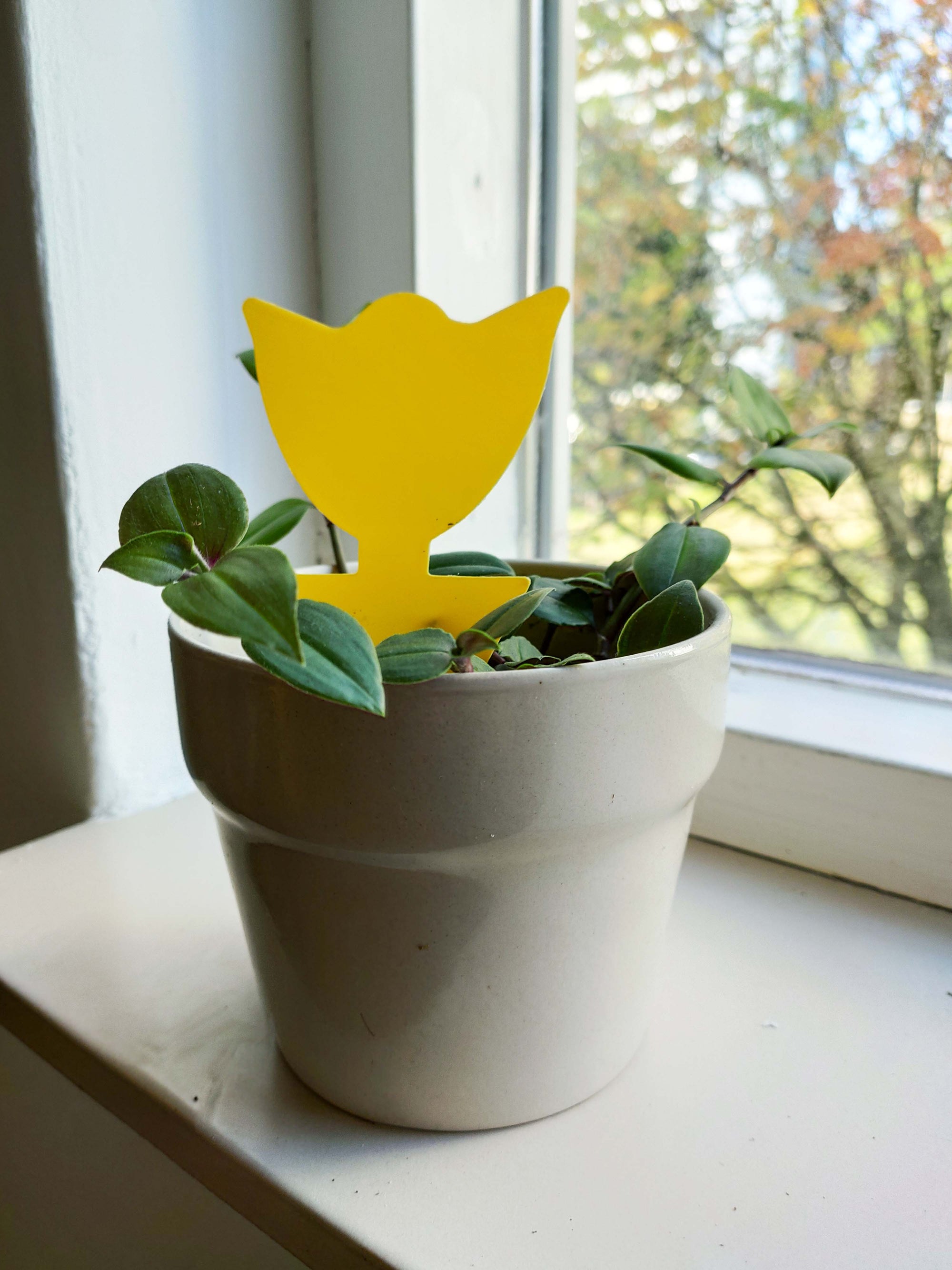 Mini Tulip Sticky Traps (Pack of 5)