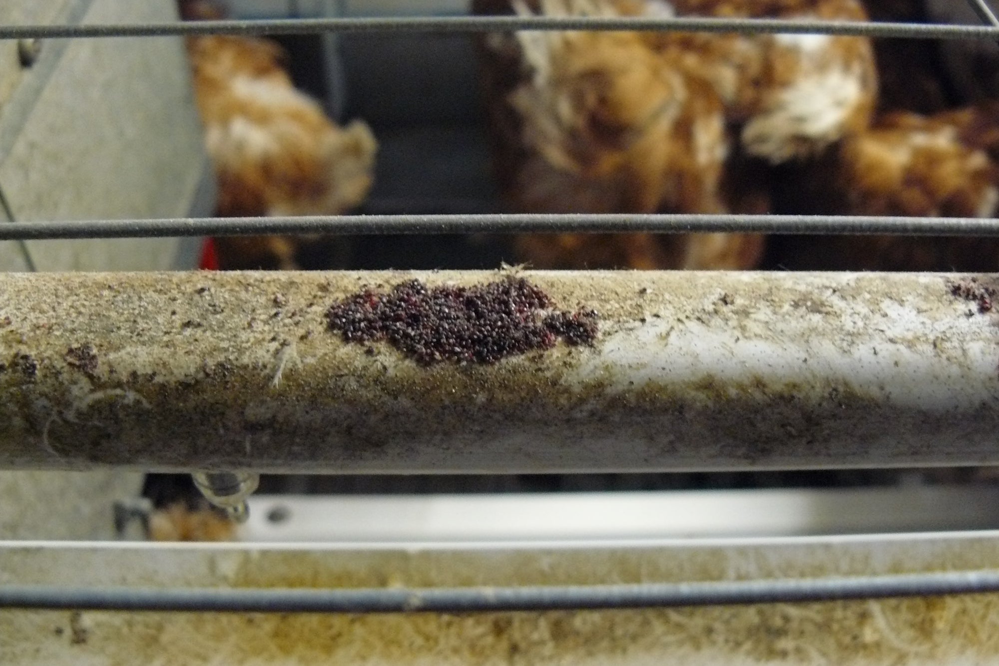 Androlis Chicken Mite Predators