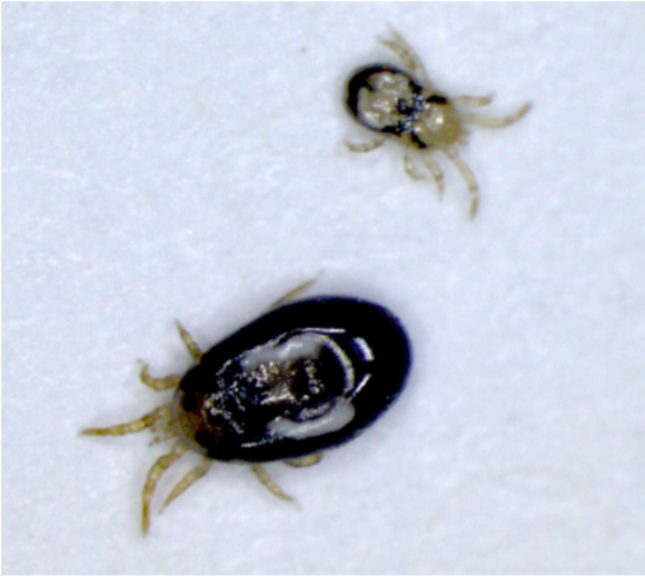 Androlis Chicken Mite Predators
