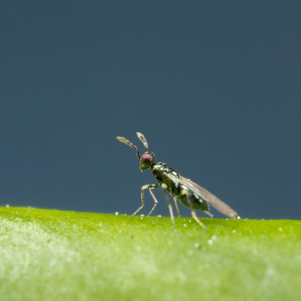 Leaf Miner Parasitic Wasp - Diglyphus isaea