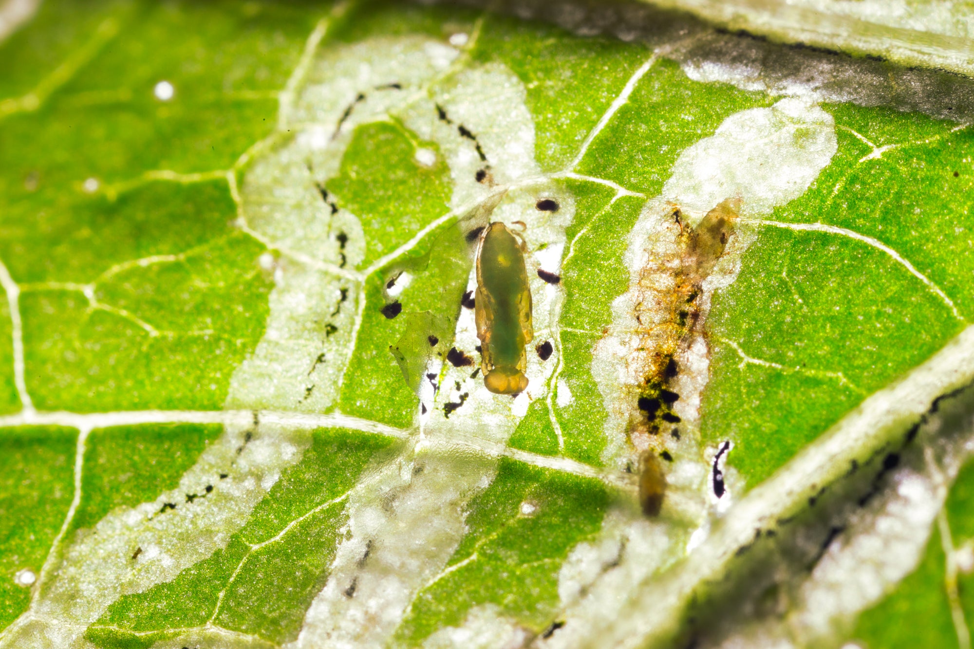 Leaf Miner Parasitic Wasp - Diglyphus isaea