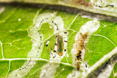 Leaf Miner Parasitic Wasp - Diglyphus isaea